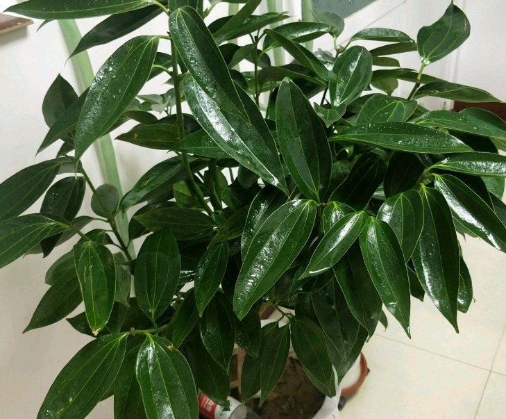 平安树什么情况下浇水