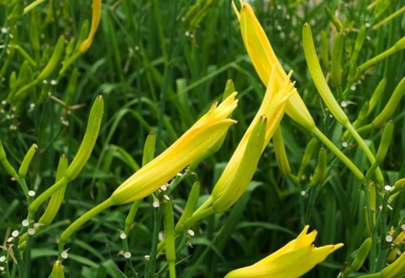 黄花菜怎么种植和管理