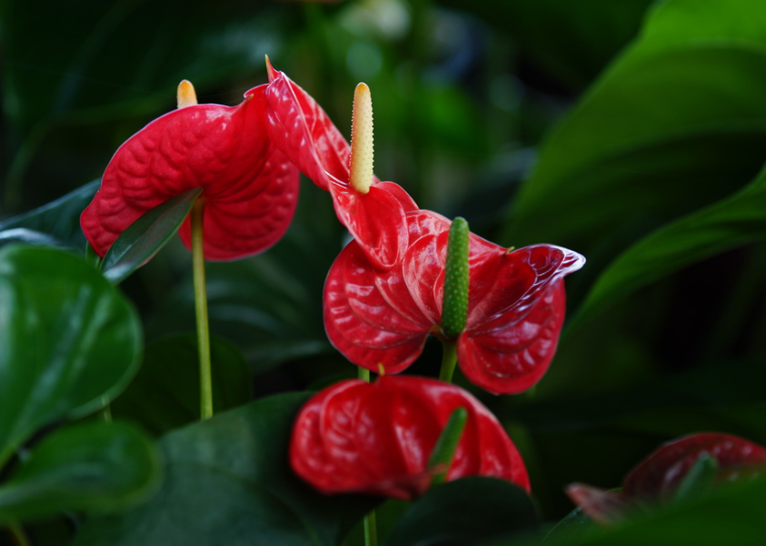鹅掌花怎么栽培与管理