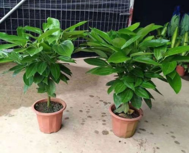 平安树花盆多大的合适