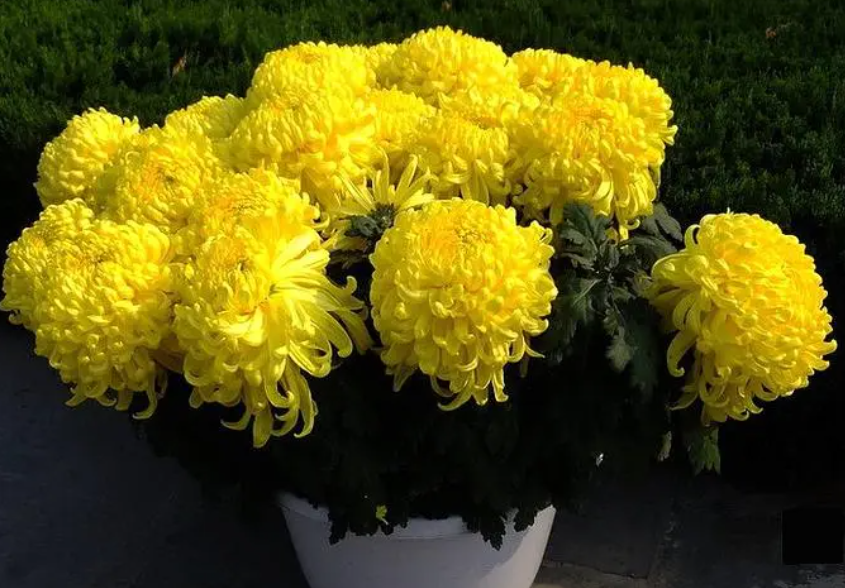 盆栽菊花选深盆还是浅盆