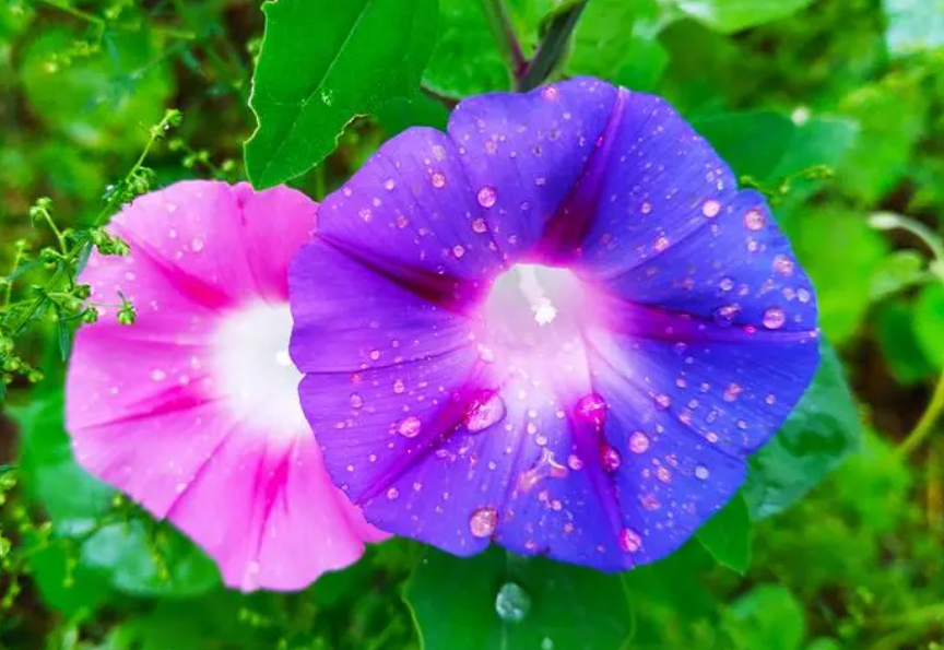 牵牛花盛开在哪个季节