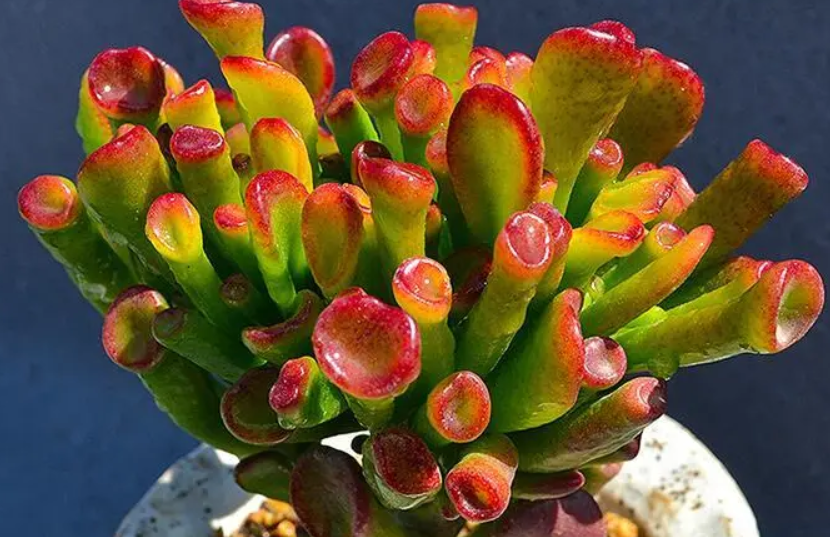 吸财树用什么土养最好