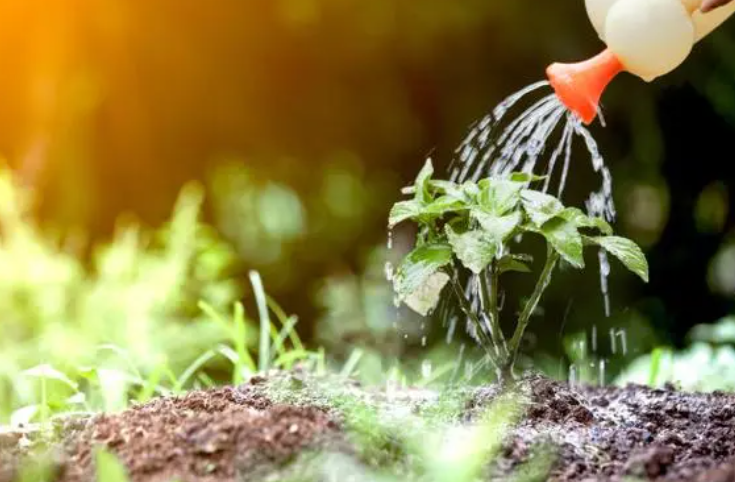 花多多12号可浇哪些植物
