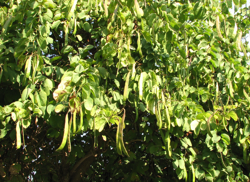 家里种皂角树好吗