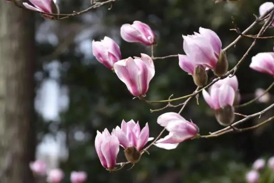 玉兰花种植注意事项