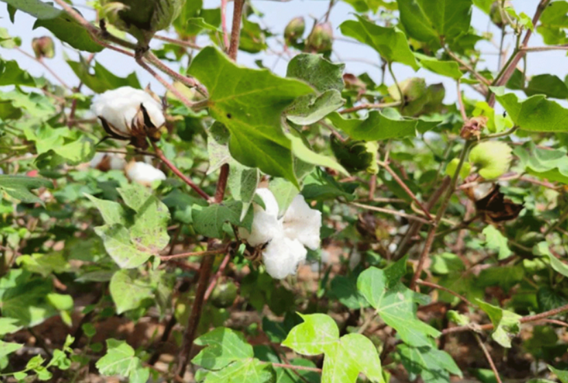 棉花一亩地需要多少种子