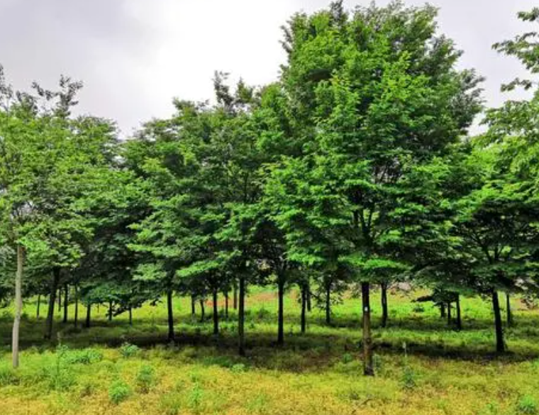 榉树适合种院子哪里