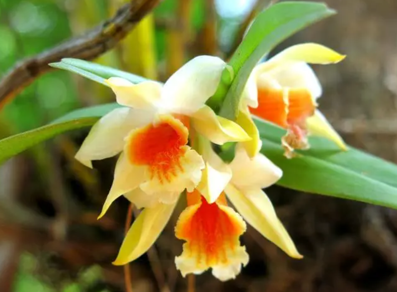 石斛室内养能开花吗