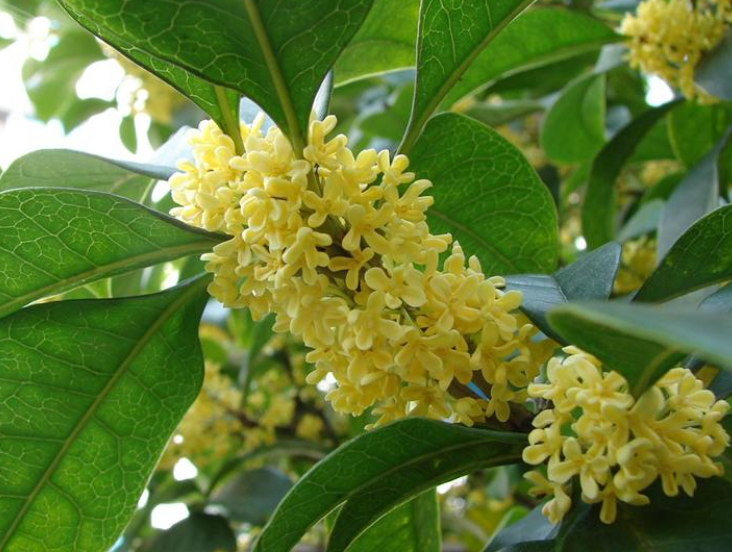 四季桂花什么时候开花