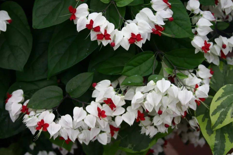 龙吐珠爬藤就不开花吗