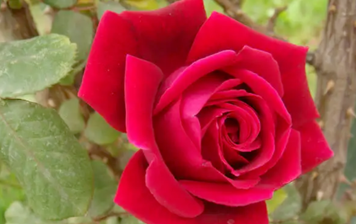 玫瑰花插枝种植方法