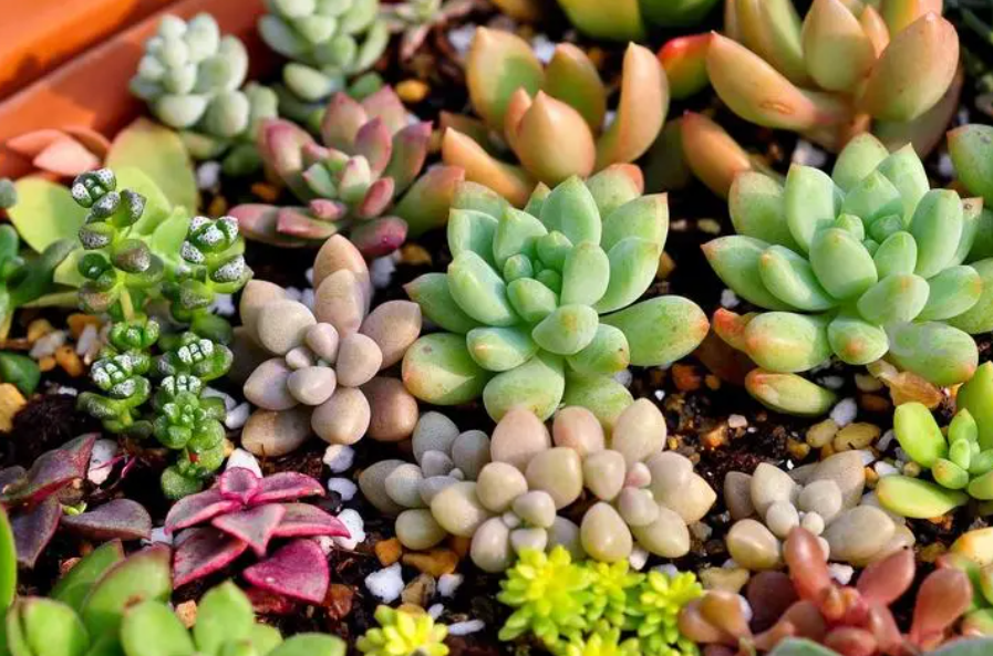 花卉什么时候换盆合适