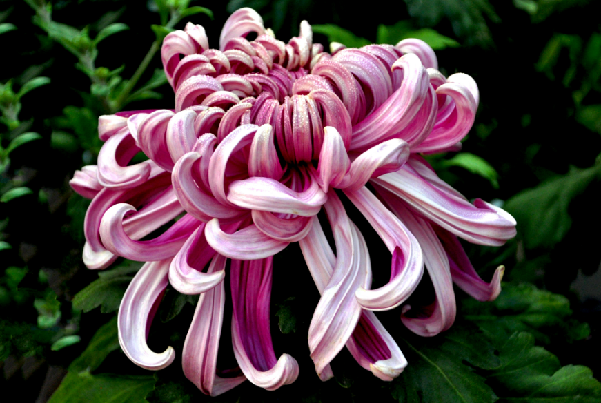 菊花种子种植方法