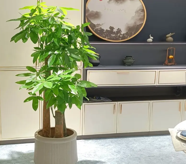 大发财树如何修剪