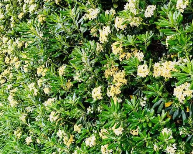 海桐树怎么修剪才好看