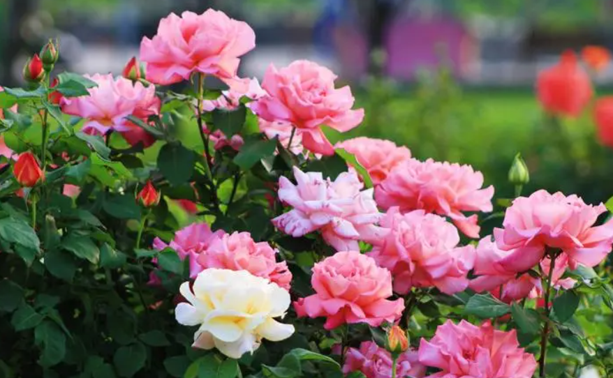 阳台养月季花风水好吗