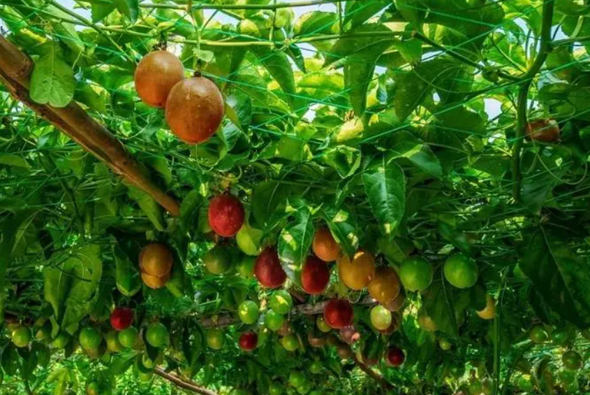 百香果树寿命多长