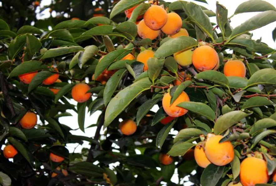 柿子树的果实特点和用途