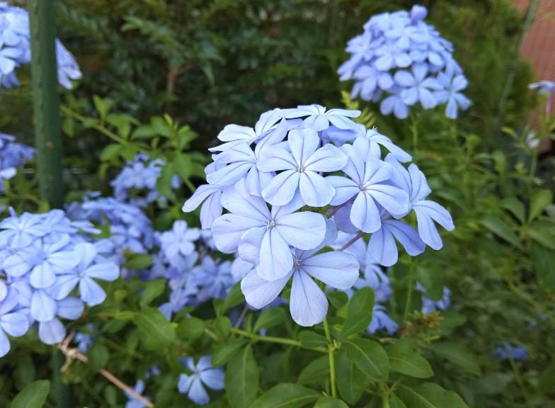 蓝雪花为什么致癌