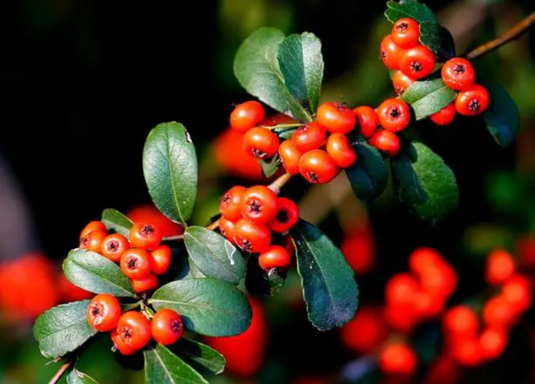 野生火棘树采挖技巧