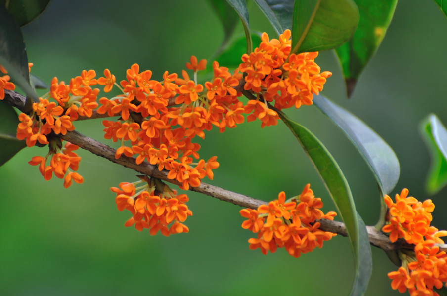 桂花种子什么时候收