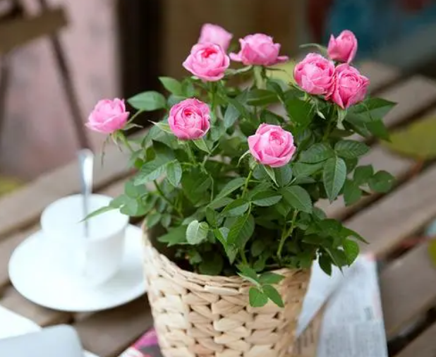 迷你玫瑰花种植方法和注意事项