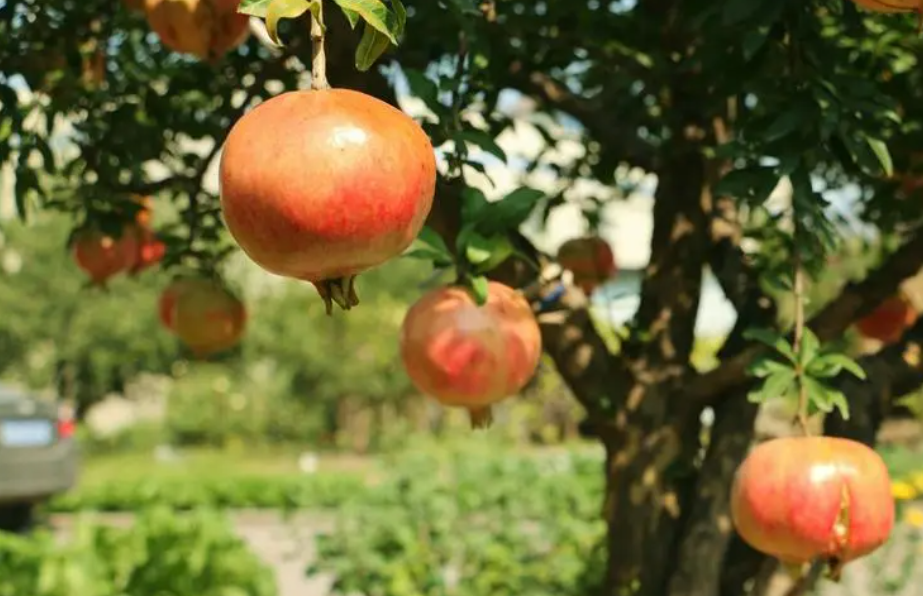 种石榴树要用多深的花盆