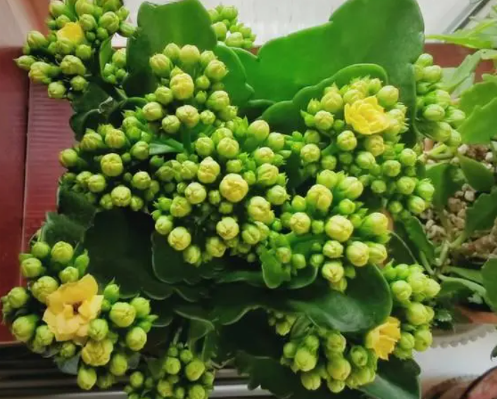 长寿花怎么施肥施什么肥料