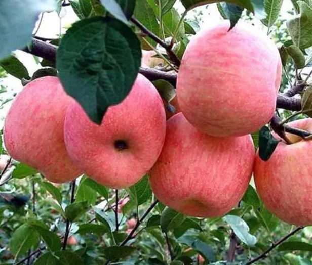 矮化苹果树怎样拉枝