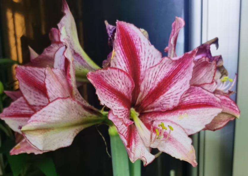 朱顶红冒花剑要多浇水吗