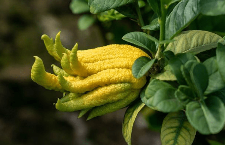 佛手花怎么养浇什么水