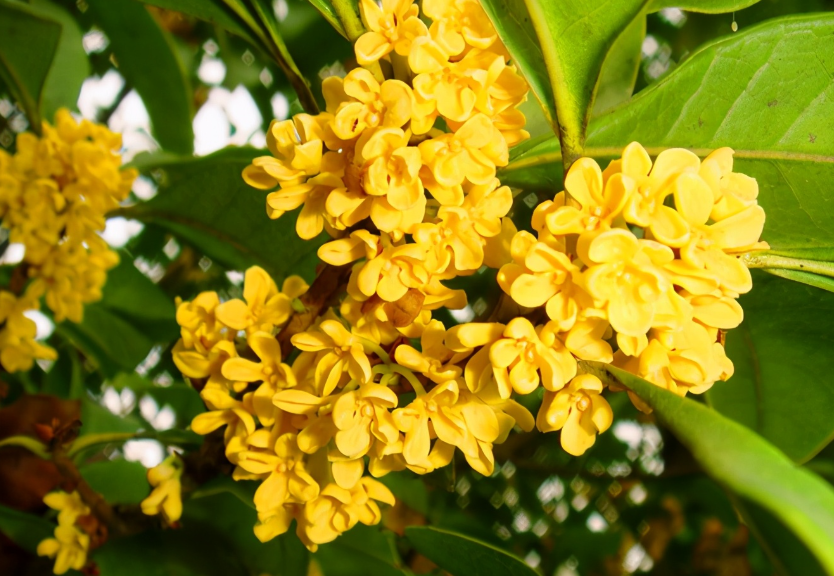 桂花树用营养土好吗