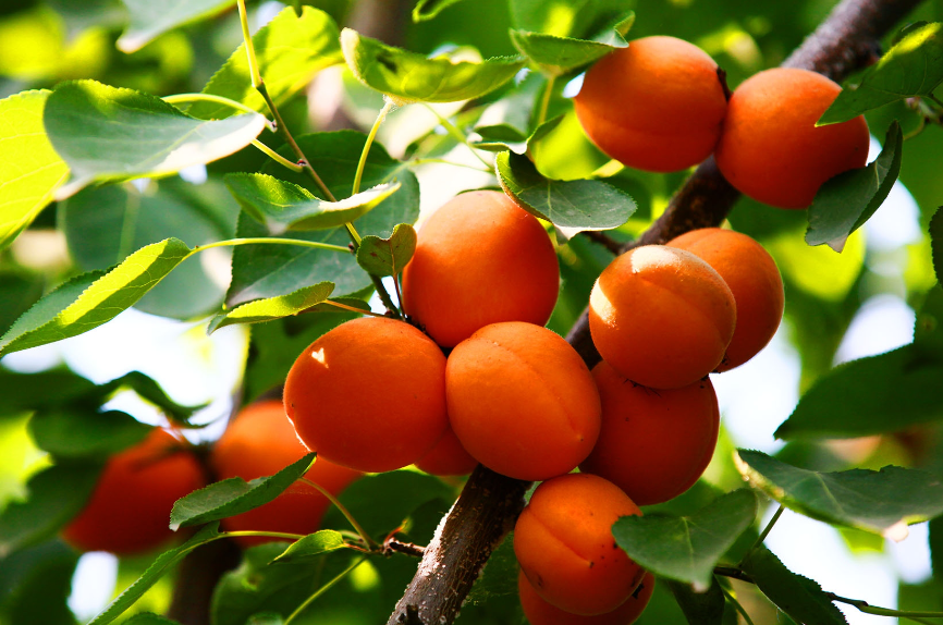 杏树移栽需要剪枝吗