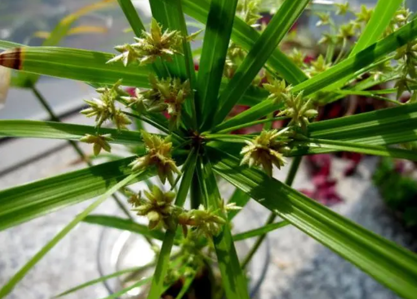 家里养的水竹开花好吗