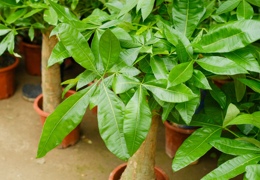 发财树上什么肥最好