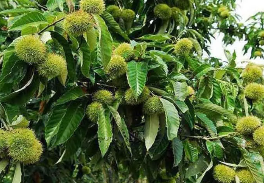 种栗子能长出栗子树吗