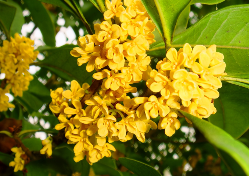 院内种桂花树好吗