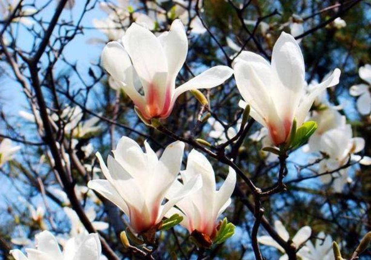 玉兰花浇水多了会死吗