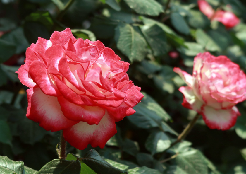 移栽月季花注意事项