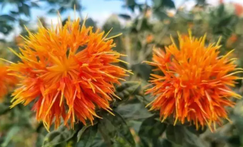 红花栽培技术ppt