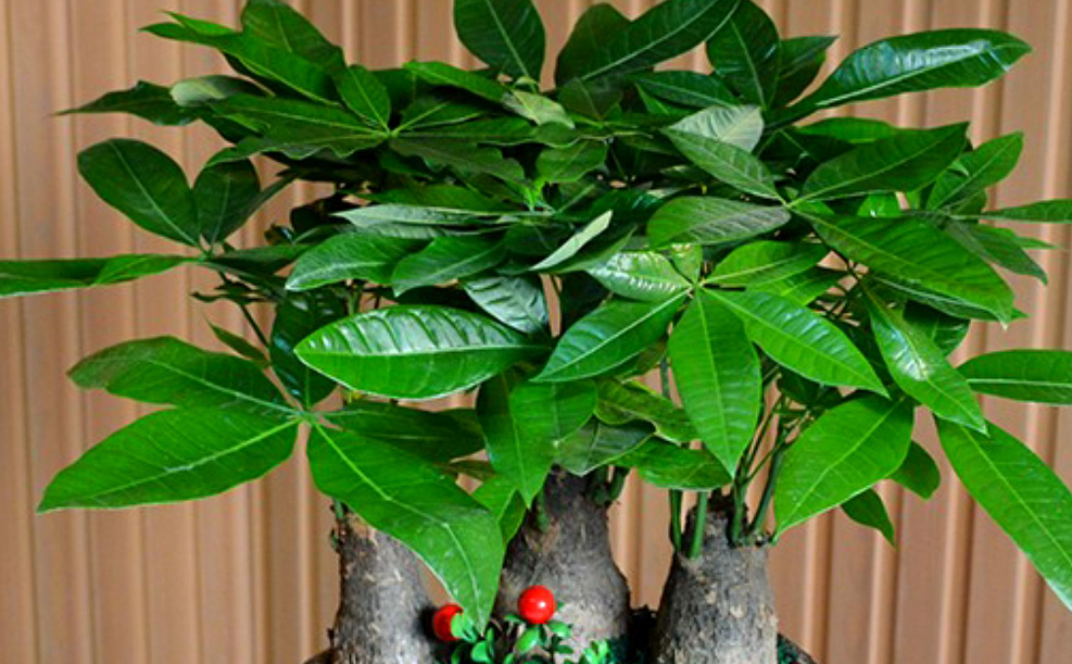 发财树用塑料盆还是用瓷盆