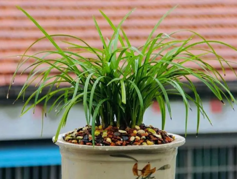 换盆后兰花多久进入正常养护