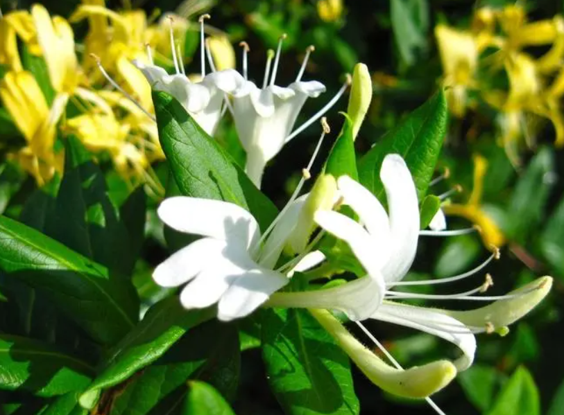 金银花起什么作用