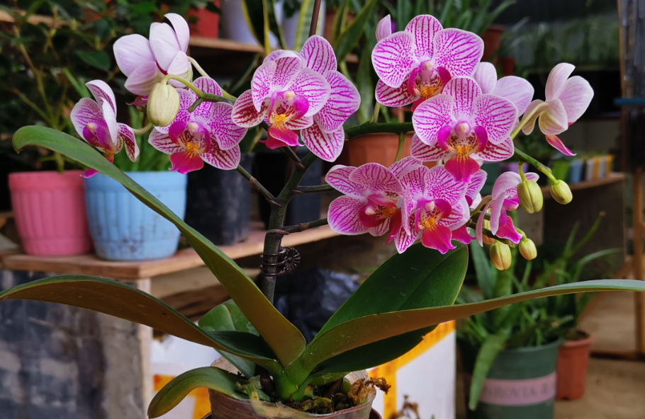 蝴蝶兰开花能晒太阳吗