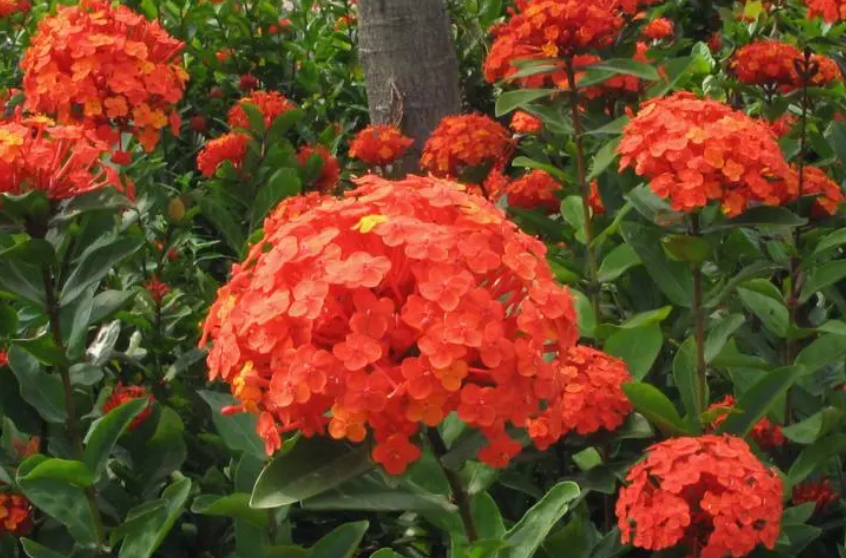 龙船花什么时候换盆