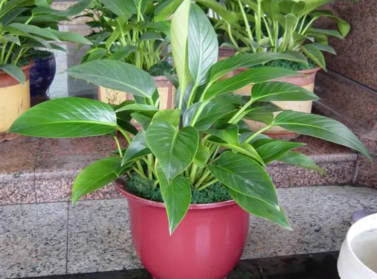 盆栽金钻花的养护