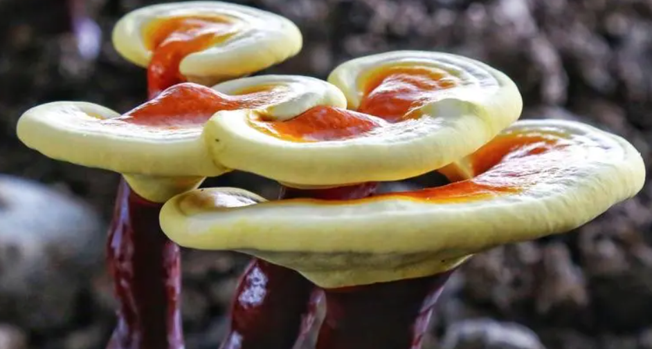 灵芝生长在什么树上