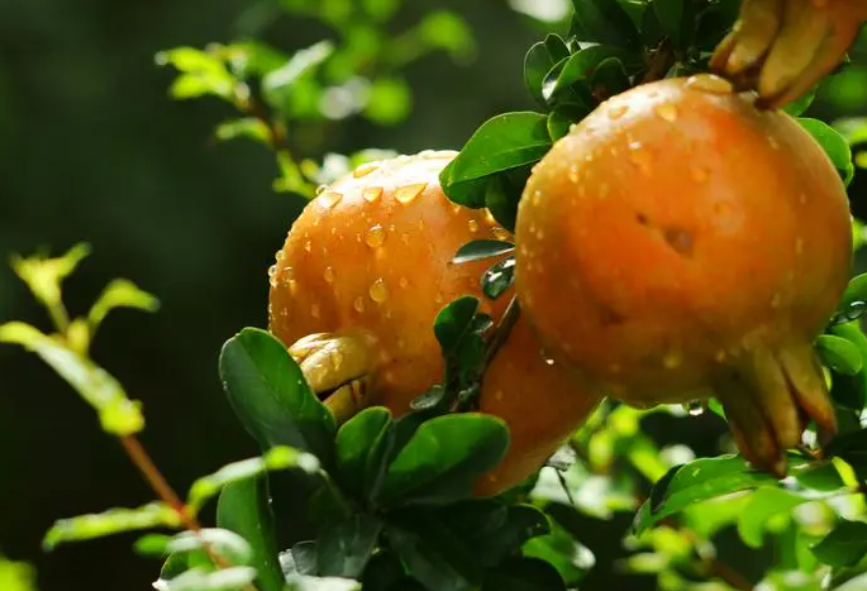 石榴树施什么肥的注意事项