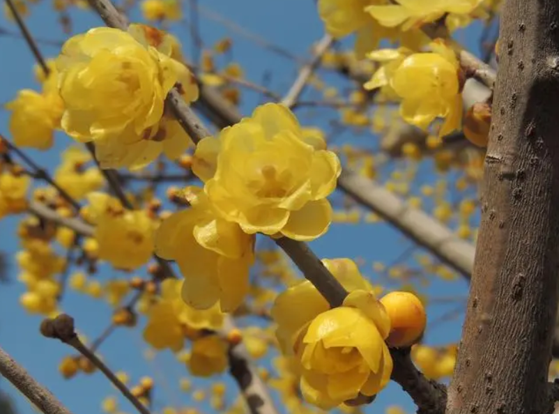 蜡梅花种子催芽法